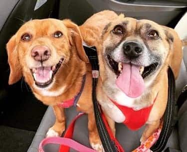 13 Dogs Who Are Definitely Not Morning People Healthy Paws Pet Insurance