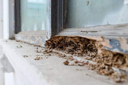 Does homeowners insurance cover termite damage?