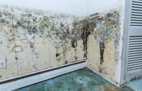 Mold insurance coverage: How does it work?